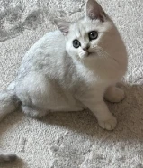 للبيع ذكر برتش