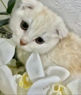 للبيع قطط ذكور سكوتش فولد شيرازي