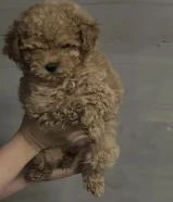 كلب توي بودل انثى بيور