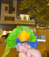 طيور للبيع 3 طيور شوف الوصف مهم