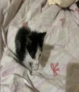 قطه لتبني عمرها اسبوعين باقي ترضع