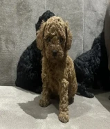 للبيع توي بودل اخر اثنين سود نثية وذكر ماخذين اول تطعيم العمر 48يوم