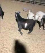 للبيع تيوس چيكيه