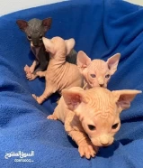 كتنز نوع سفنكس- Sphinx kittens