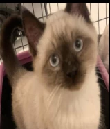 للبيع ٢ قط سيامي ذكر العمر ٧ شهور _ 2 male Siamese cats for sale