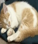 سيبيري ذكر عمره شهرين مطعم متعلم على الليتر بوكس ياكل دراي فود و ويت فود و اكل بيت55010527