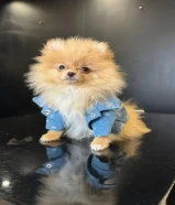 For Sale: Purebred Teacup Unkrainian Pomeranian (Male) – 3 Months Old