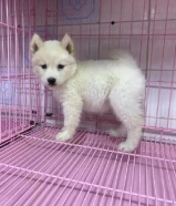 For sale & buy pet