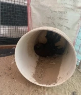 للبيع زوجين شماسي منتجين مع عيالهم المجموع 9 المكان السالمي كيلو 12