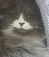 cat for sale قط للبيع