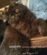 قطط للبيع Cats for sale شيرازي هيمالايا قطط للبيع Cats for sale شيرازي هيمالايا قطط للبيع Cats for s
