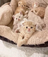 للبيع كيتن اسكاتش فولدد إيرز666831XX