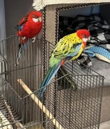 Friendly but not that much with cage black cage