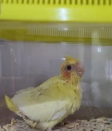 فروخ كروان ... ذكر كروان