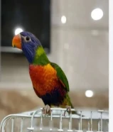 طير لوري أليف يصفر يرقص يسولف ذكر كل شي