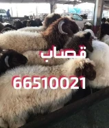 قصاب تحت الطلب +زبايح للبيع