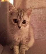 قطط مكس من نوعية American Curl للبيع