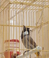 بلبل فحل ابيض الخدين يغرد بأنماط جميلة متنوعة استمتع بالتغريد صباحا يعشق الهواء الطلق وما يسكت