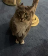 قط ماين كون