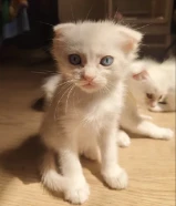 Scottish Fold & Persian Mix Kittens for Adoption