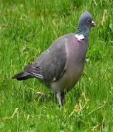 حمامه او طائر الطبن او الدلم او الأحراش( على السوم )( أنثى)949759XX