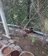 عرض خاص ديك ودجاجتين أعلاف طبيعية