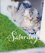 فولد قزم نادر للبيع لعوب ويحب الأطفال نظيف جدا ومطعم ومتعلم على الليتر بوكس