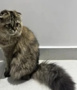 قطة سكوتش فولد