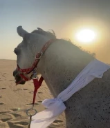 حصان هادي والعمر 5سنين والحصان طيب جدا