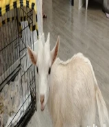 للبيع تيس جيكي