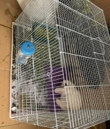 ارنب اليف للبيع