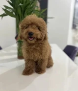 للبيع بودل نثيه عمرها 3 شهور ونص متعلمه توصخ على الباد ومطعمه ومعاها دفتر التطعيمات السعر 300