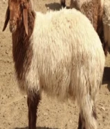 مطلوب غنم او معزى للحول سنه او 6 شهور المبلغ المطلوب شيك وكمبياله