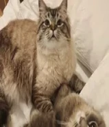 they are brother and sister and they are attaced to each others94039732