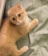 انثى سكوتش للتبني