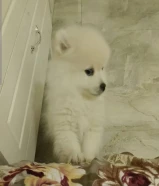 pomeranian puppy for sale 2month old female