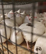 فري تكساس للبيع