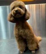 للبيع كلب توي بودل انثى