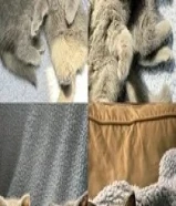 للبيع برتش شورت هير