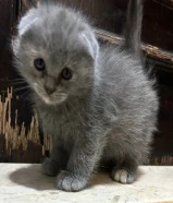 للبيع كتن سكوتش فولد