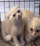 للبيع قطط برتش شورت هير وسكوتش فولد شورت هير