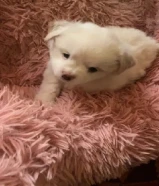 للييع يراوه زينه اعمارهم شهر