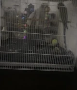 للبيع بيبي متوه