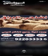 للبيع تمايم نعيم محلي انتاج المزرعه شرط السمنه