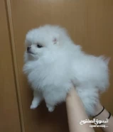 pure Pomeranian