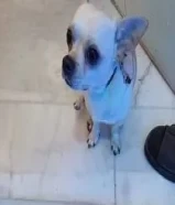 سنتين و نص Chihuahua