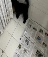 جلب بودل نثيه