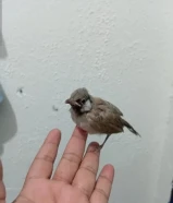 bulbul foruk from abdali