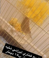 للبيع كناري ،ياسمين ،لوف بيرد مني