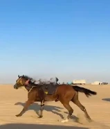 حصان انجليزي للبيع